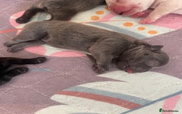 French Bulldog dogs for sale: KC Reg Frenchie Puppies - Image 3