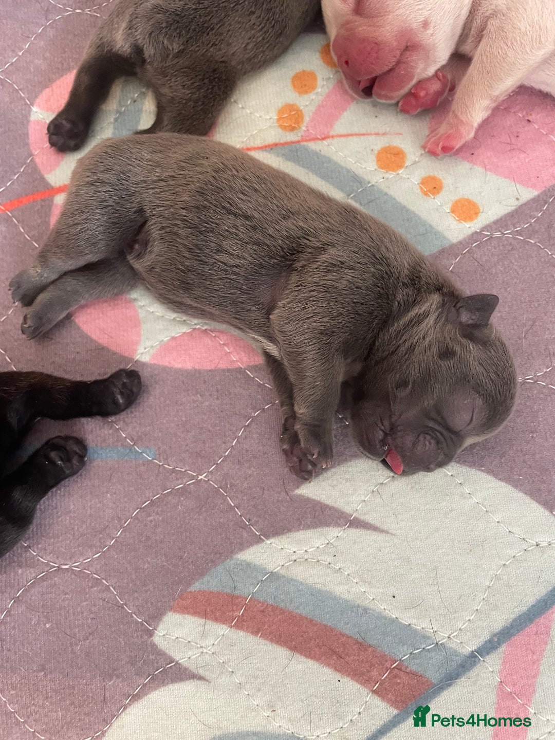 French Bulldog dogs for sale: KC Reg Frenchie Puppies - Image 3