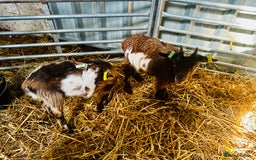 Goats livestock for sale: 2 Beautiful Pygmy’s - 1 Nannie & 1 Wether - Image 1