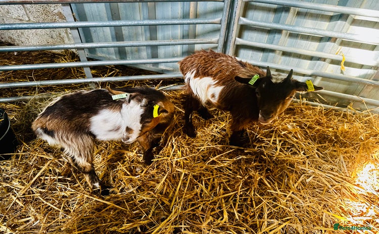 Goats livestock - Advert 2