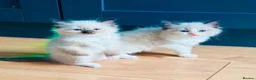 Ragdoll cats for sale: Stunning  ragdoll kittens boy available  - Advert 6