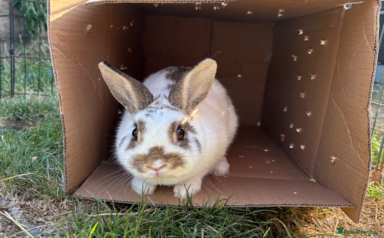 Netherland Dwarf rabbits in Farnham - Advert 18