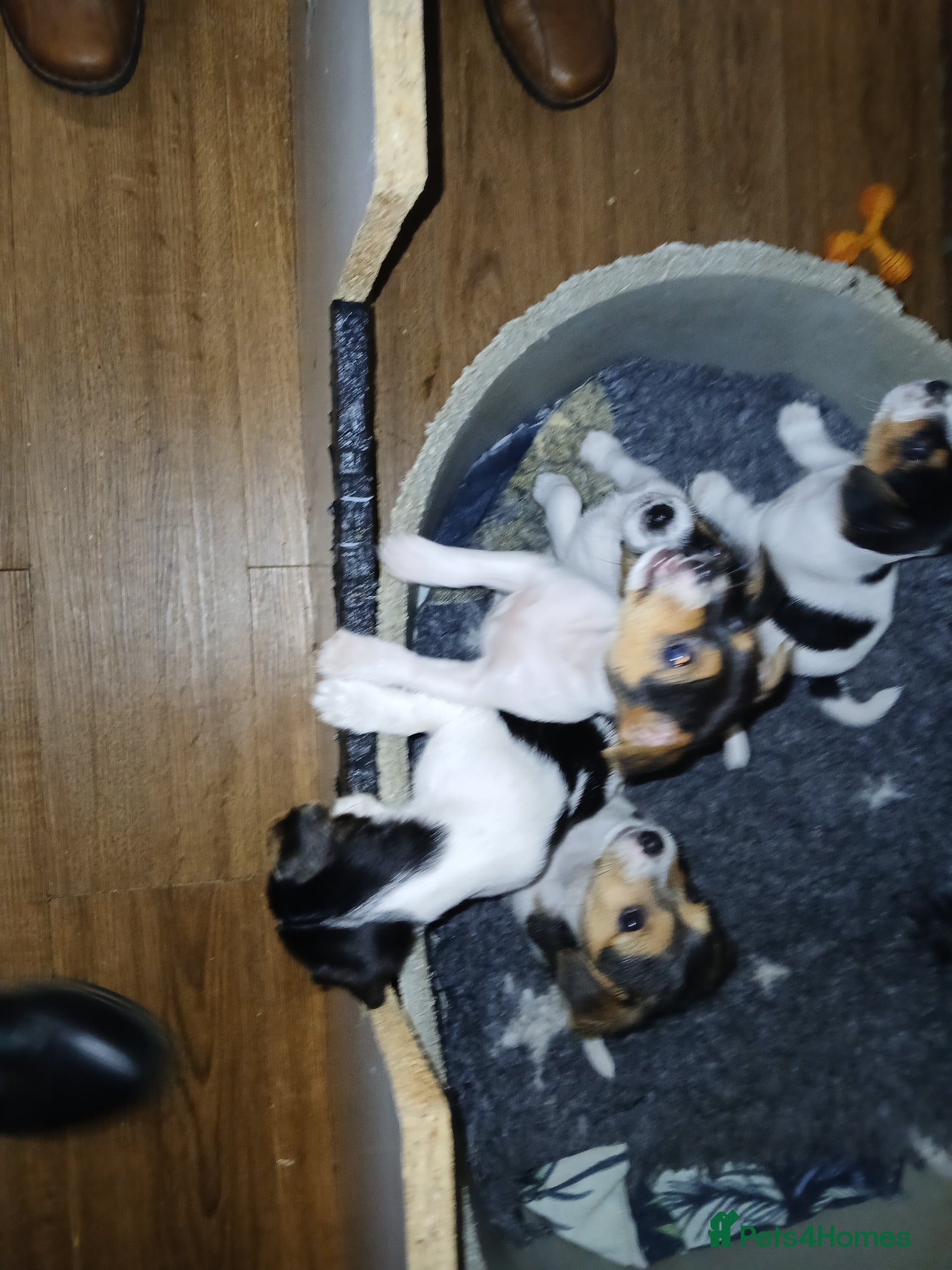 Jack Russell dogs Jack Russel puppies - Advert 2