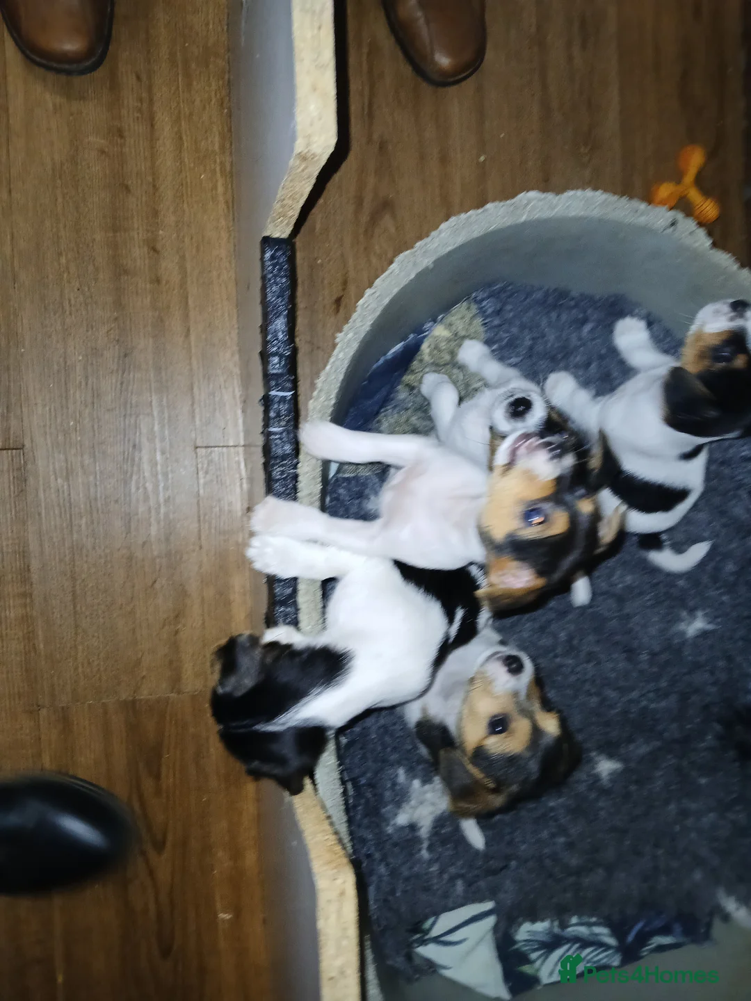 Jack Russell dogs for sale: Jack Russel puppies in Worcester - Advert 1