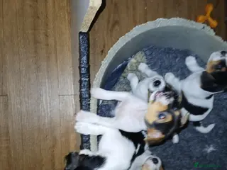 Jack Russell dogs Jack Russel puppies - Advert 1