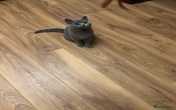 British Shorthair cats for sale: Regrettably I'm having rehome my BSH blue kitten  - Image 3