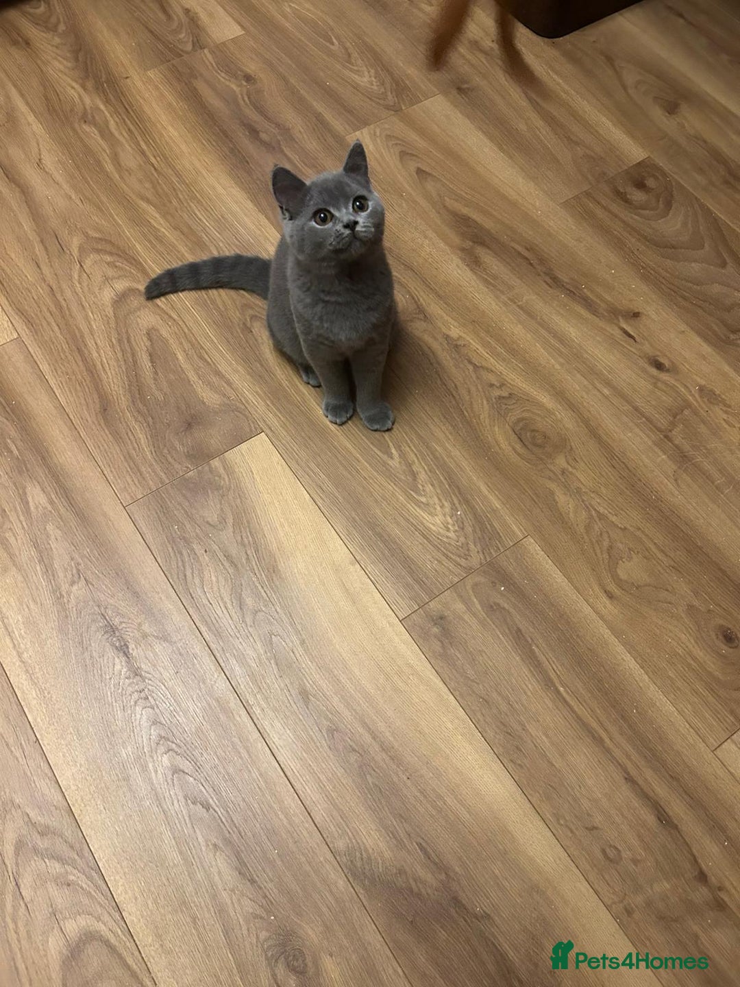 British Shorthair cats for sale: Regrettably I'm having rehome my BSH blue kitten  - Image 3