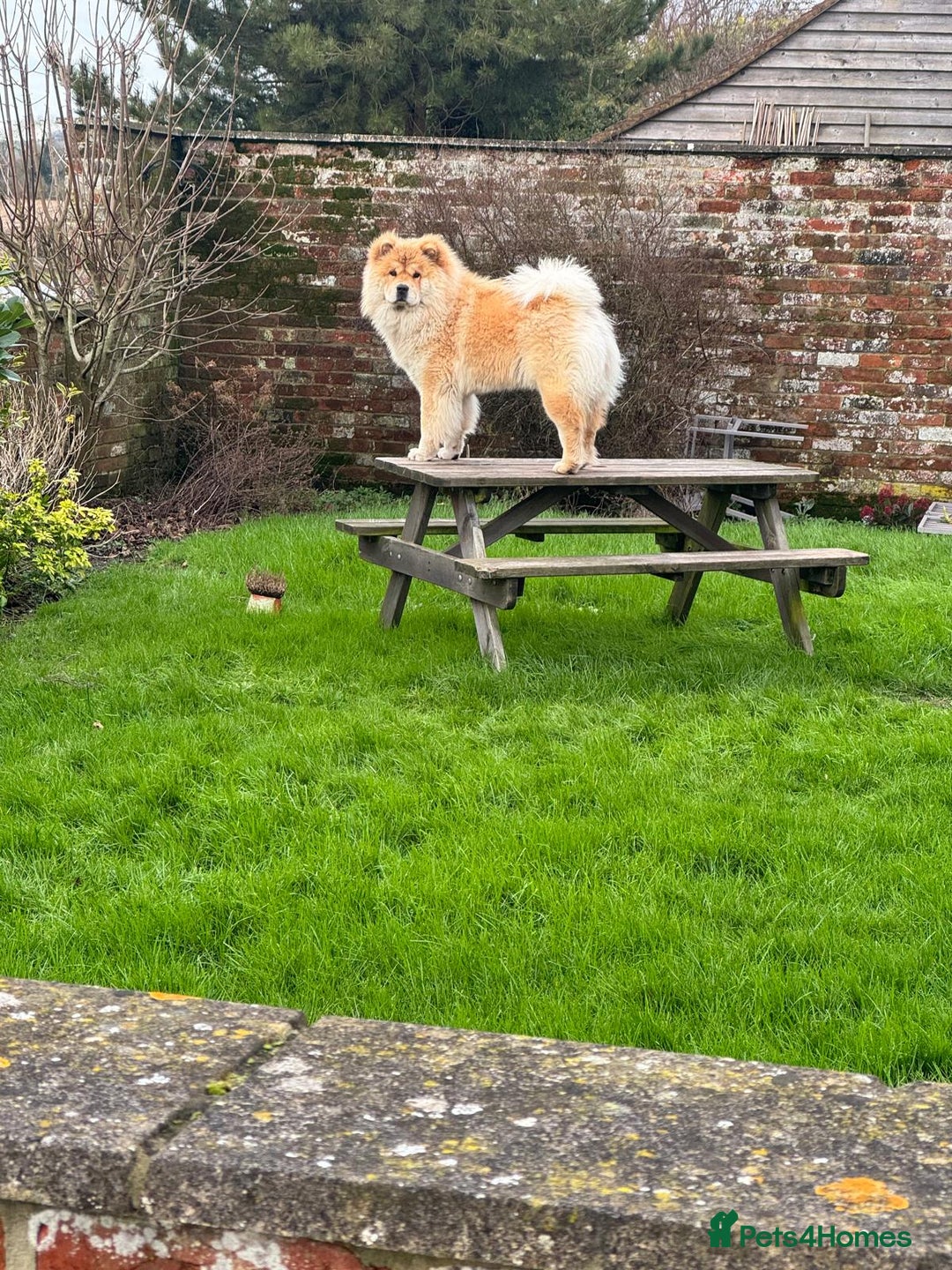 Chow Chow dogs for sale: Gorgeous Chow Chow Puppies Raised in a loving Home - Image 15