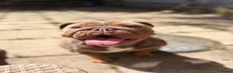 English Bulldog dogs for sale: KC Reg English bulldog female - Advert 7