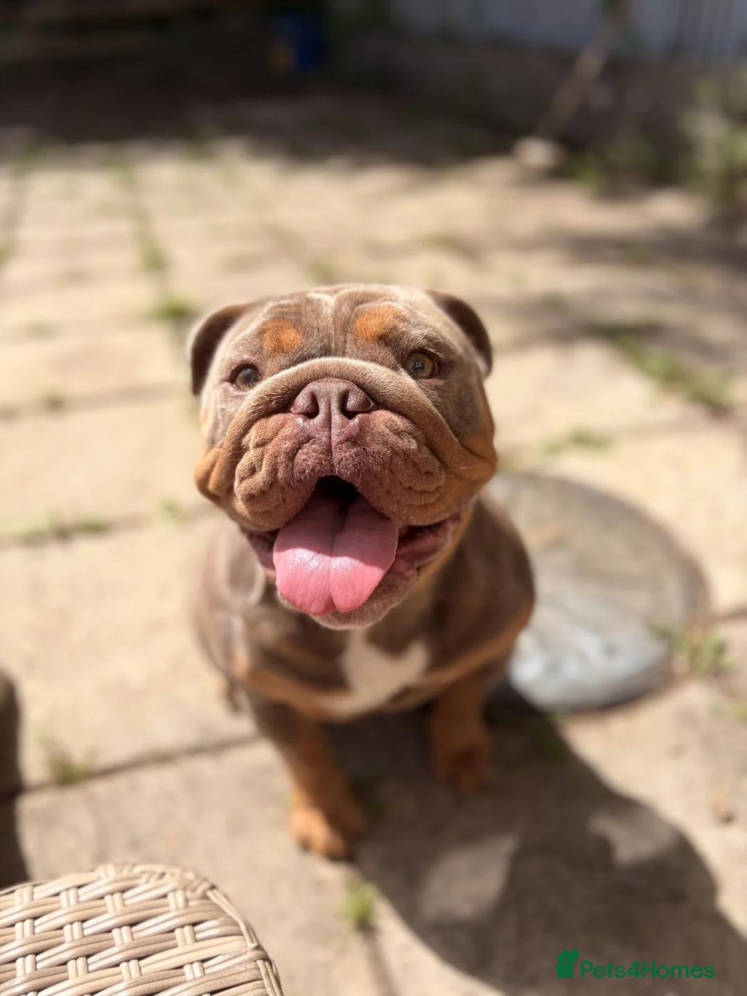 English Bulldog dogs for sale: KC Reg English bulldog female - Advert 7