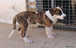 Mixed Breed dogs for adoption: ABANDONED BRINDLE PUPPY - Image 4
