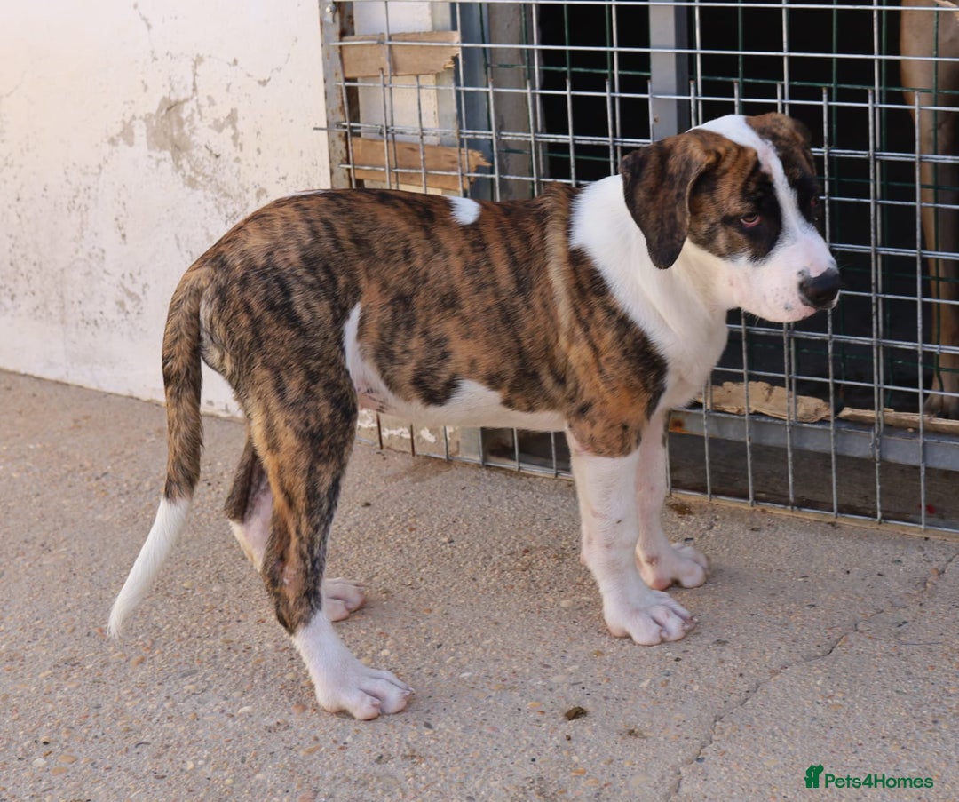 Mixed Breed dogs for adoption: ABANDONED BRINDLE PUPPY - Image 4