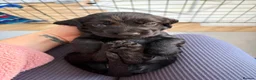 Cocker Spaniel dogs for sale: Working cockerspaniel puppies in Macduff - Advert 3