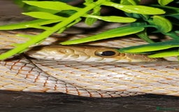 Rat Snake reptiles for sale: BAIRDS RAT SNAKE  - Image 3