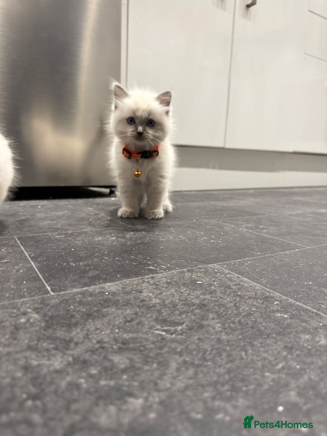 Ragdoll cats for sale: Adorable Pure Ragdoll Kittens - Advert 19