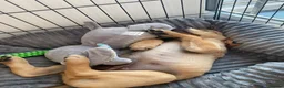 Labrador Retriever dogs for sale: Beautiful Yellow Labrador Retriever Puppy - Advert 5