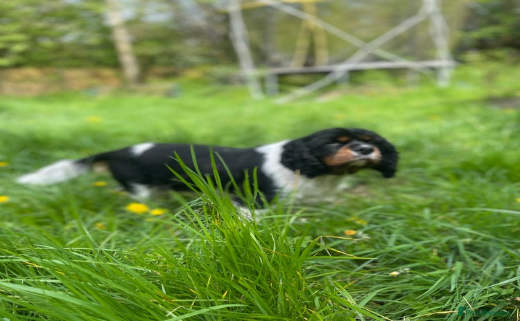 Cavalier King Charles Spaniel dogs - Advert 1