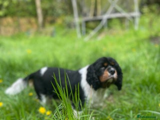 Cavalier King Charles Spaniel dogs for sale - Advert 1