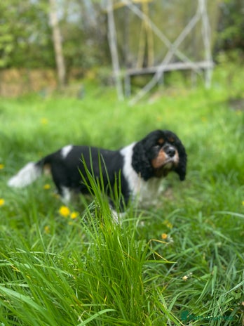 Cavalier King Charles Spaniel dogs - Advert 1