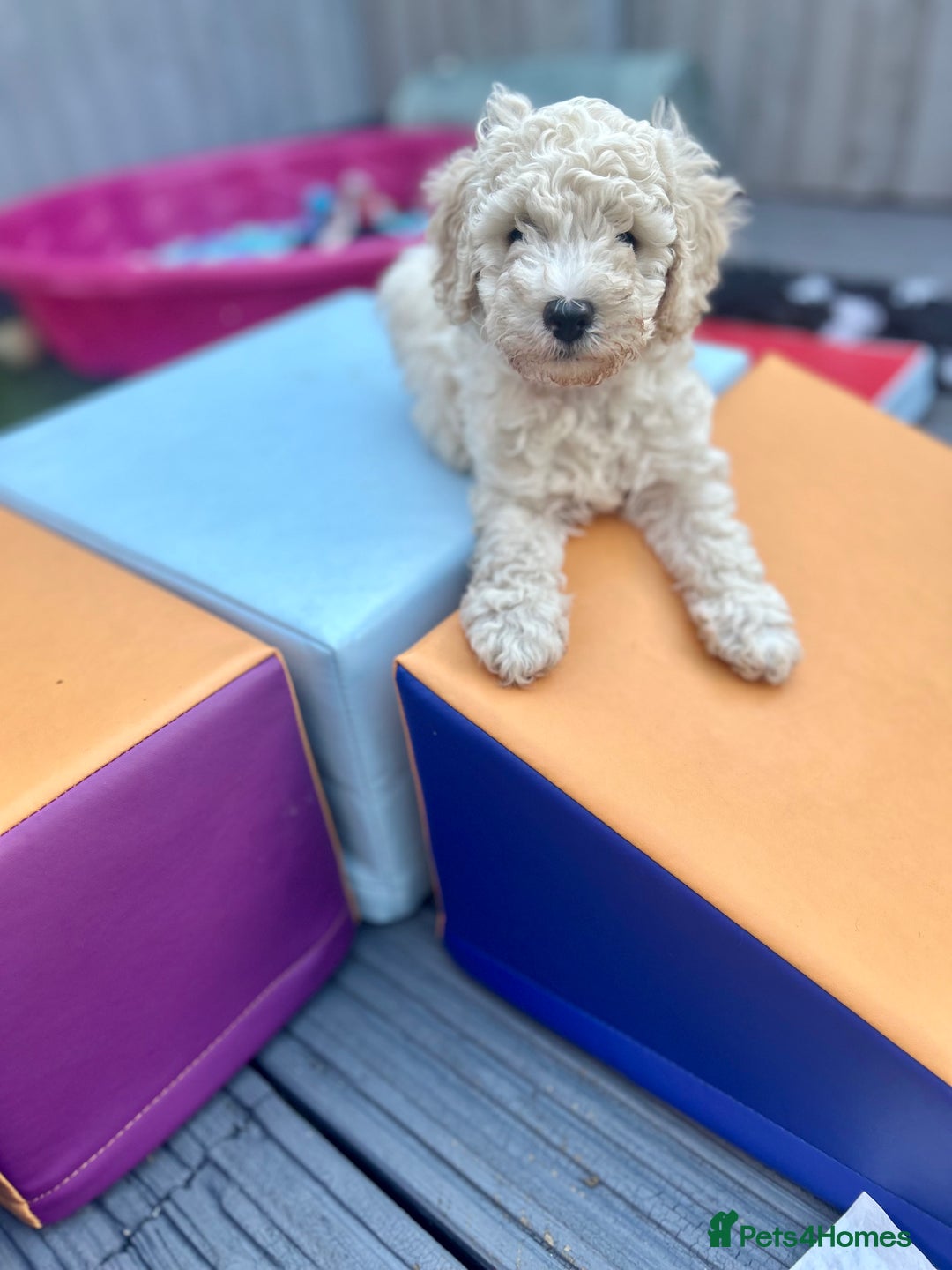 Maltipoo dogs for sale: Stunning F1b Toy Maltipoo puppies  in Bristol - Image 21
