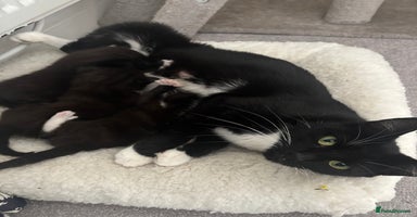 Mixed Breed cats - Advert 11