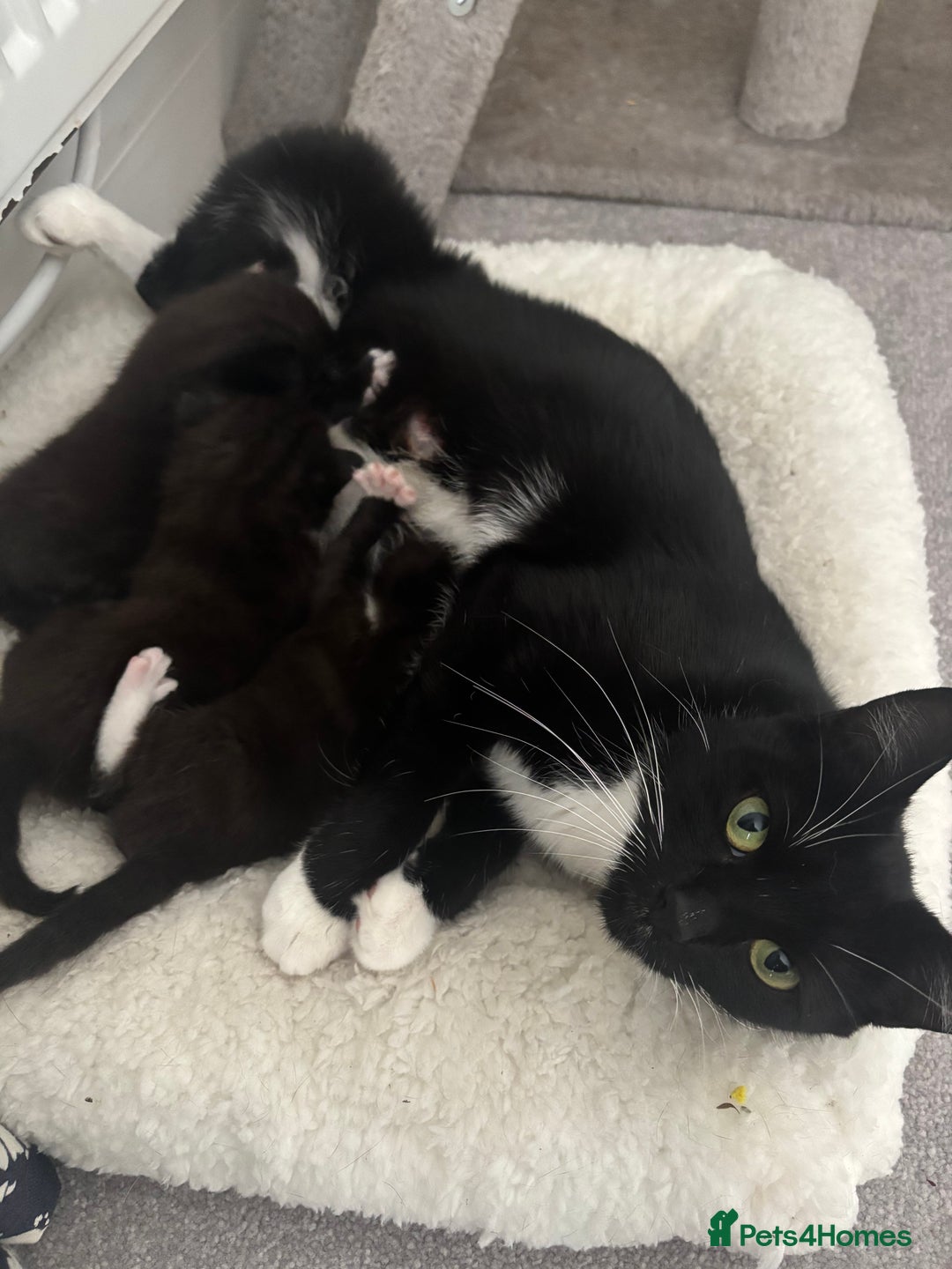Mixed Breed cats for sale: 3 male tuxedo kittens  - Image 2