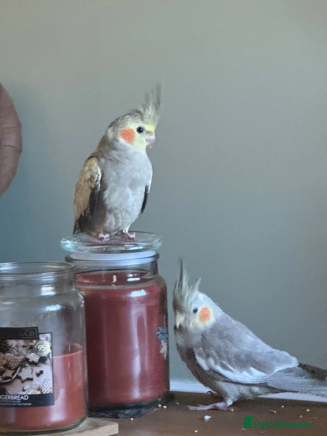 Cockatiels birds for sale: Pair of beautiful hand reared cockatiels - Advert 1