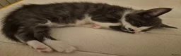 British Shorthair cats for sale: Cute Kittens - Advert 9