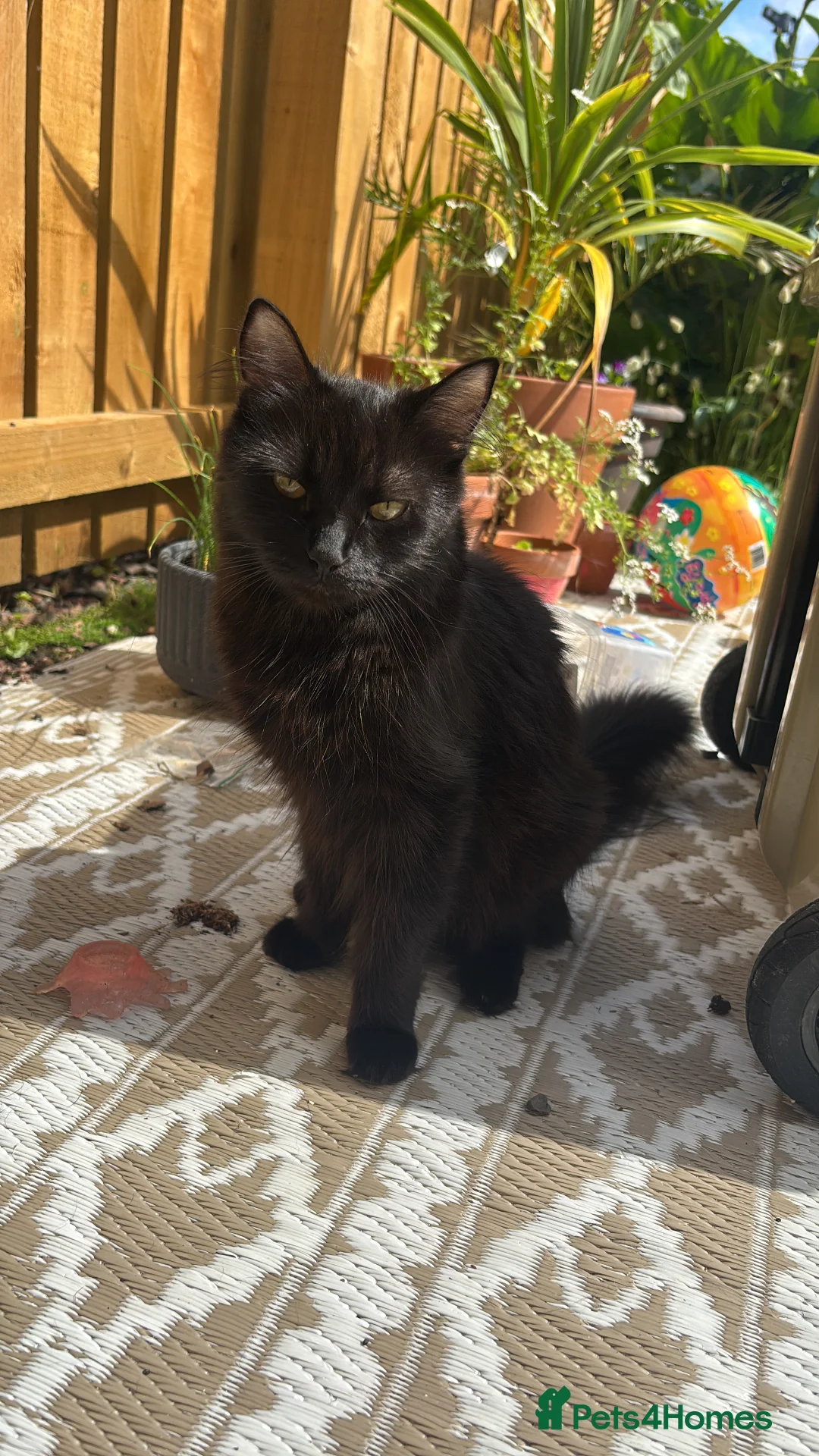Mixed Breed cats for sale: Kittens - Advert 2