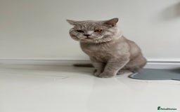 British Shorthair cats for sale: Mr Oxi and Mrs Kiki  - Image 3