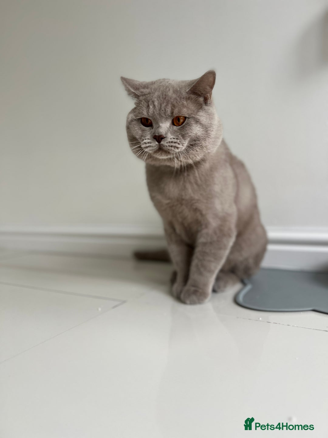 British Shorthair cats for sale: Mr Oxi and Mrs Kiki  - Image 3