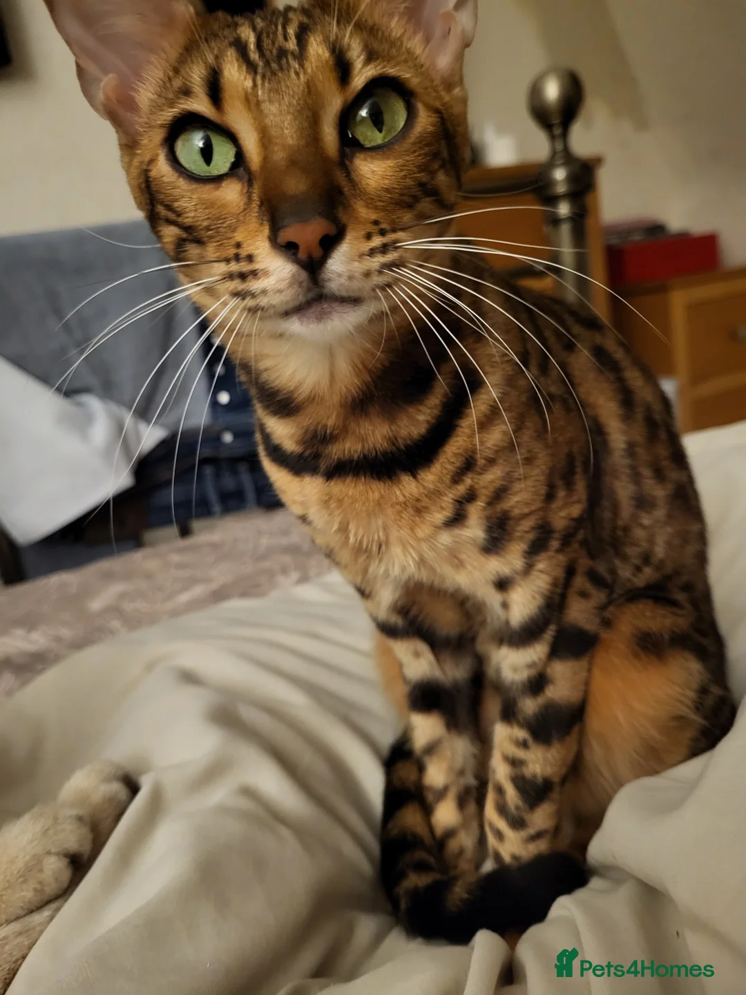 Bengal cats for sale: Female bengal  in Deal - Advert 7