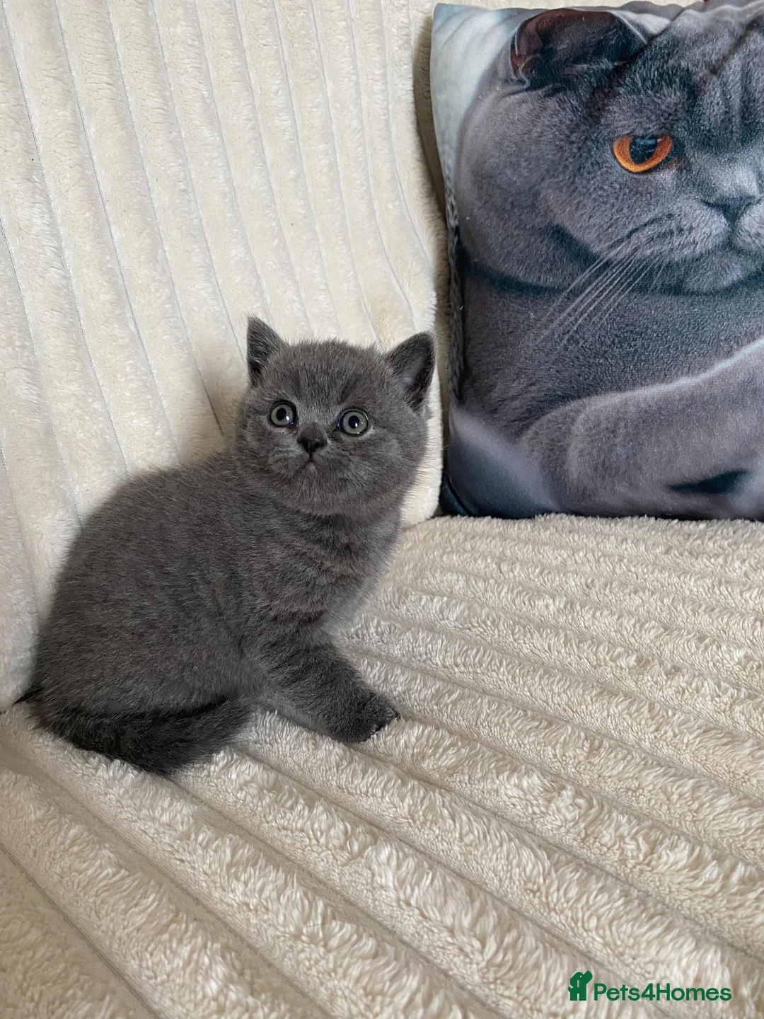British Shorthair cats for sale: PURE BRITISH SHORTHAIR KITTENS - Advert 2