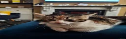 Mixed Breed cats for sale: Two gorgeous kittens looking for a home.  - Advert 13