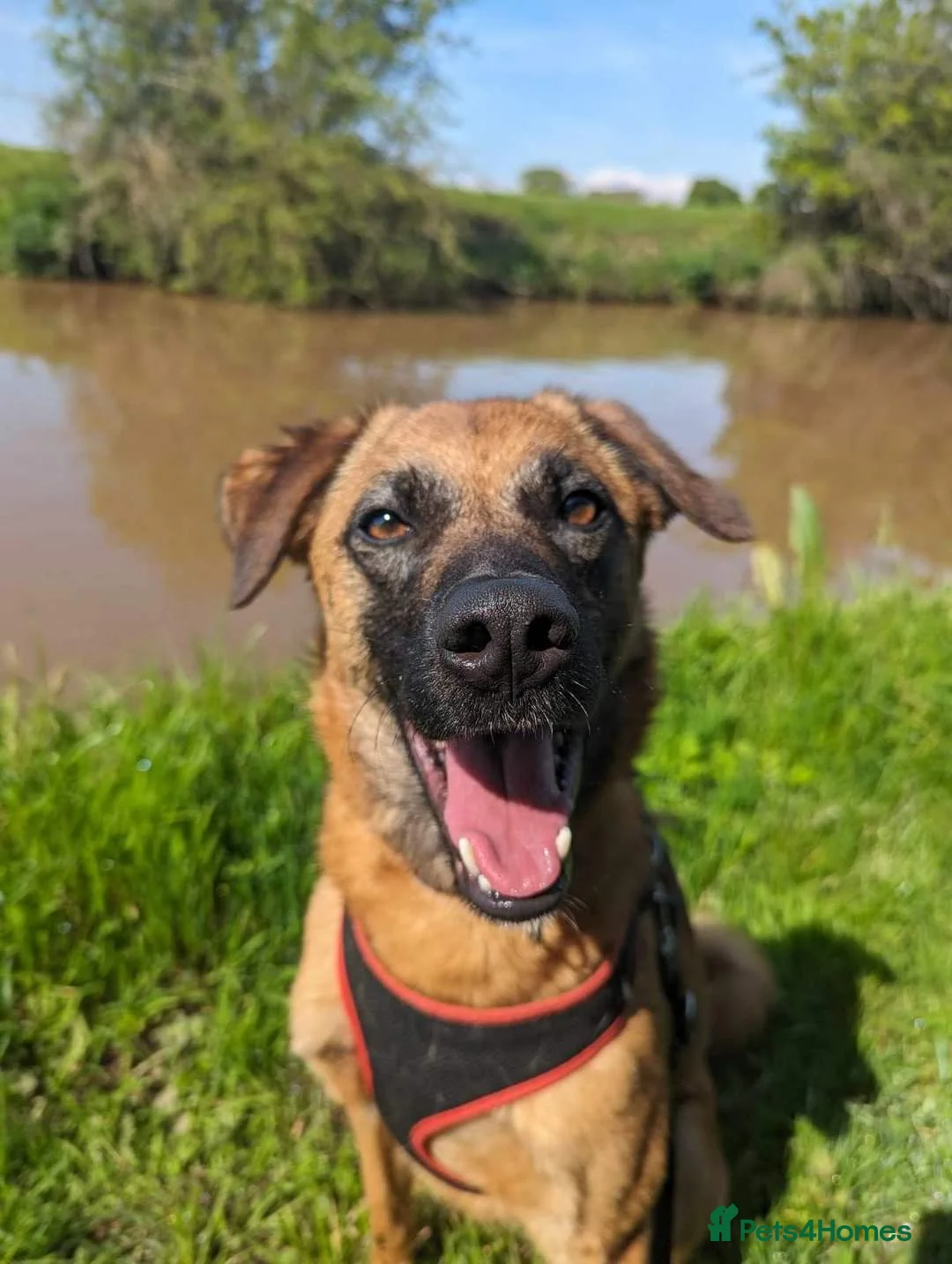 Mixed Breed dogs for adoption: Meet Ryder, currently residing in Cheshire  in Nantwich - Advert 16