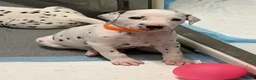 Dalmatian dogs for sale: Dalmatian puppies - Advert 8
