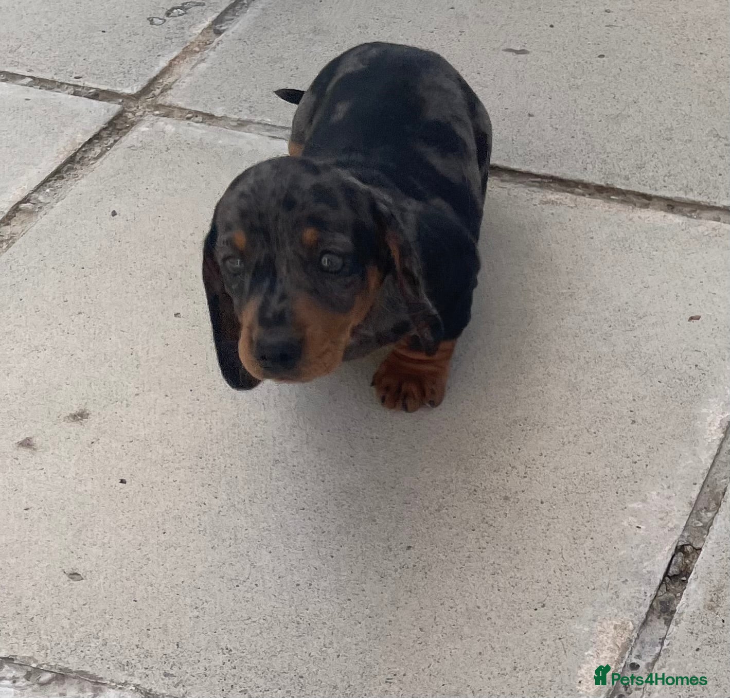 Miniature Dachshund dogs K/C reg Mini Dachshund Boy For Sale - Advert 2
