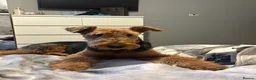 Airedale Terrier dogs for sale: Airedale  - Advert 4