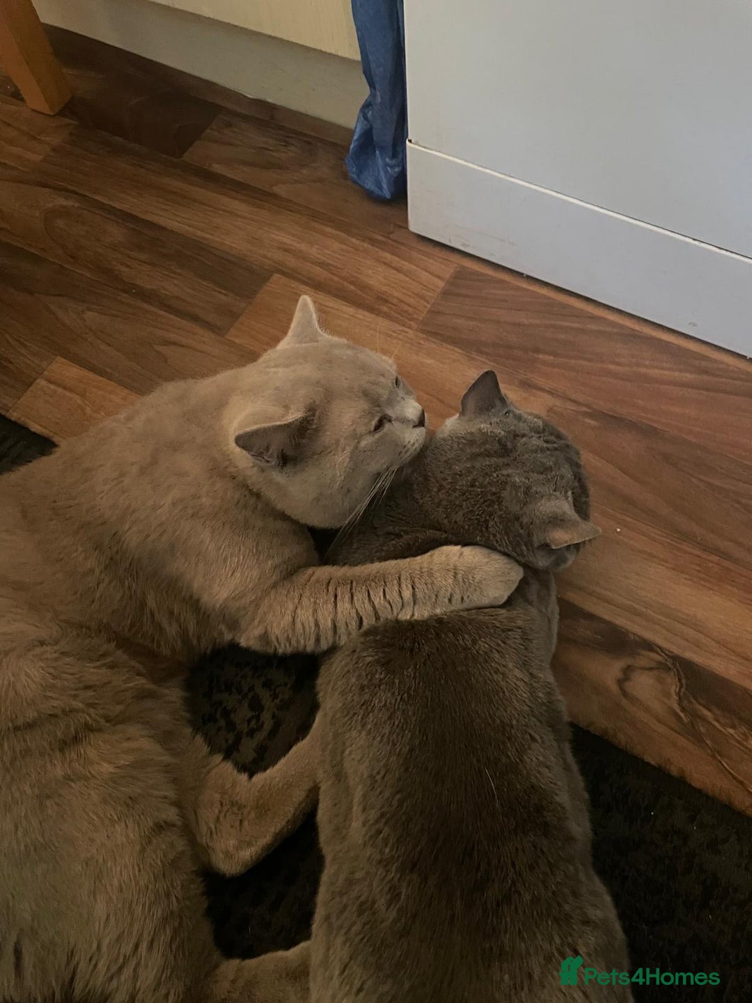 British Shorthair cats for stud: LILAC BOY GCCF Registered ready for Stud service  in Leigh - Image 17