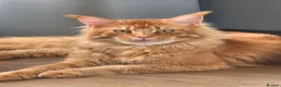 Maine Coon cats for sale: Maine coon kittens Ready Now - Advert 29