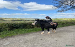 Irish Cob horses for sale: 13hh Super Safe Cob - Image 7