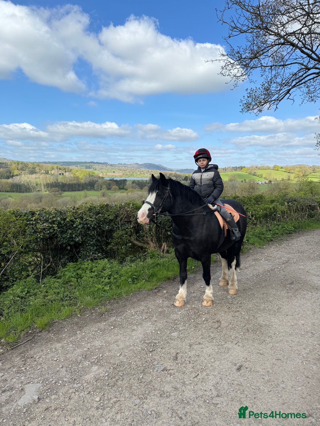 Irish Cob horses for sale: 13hh Super Safe Cob - Image 7