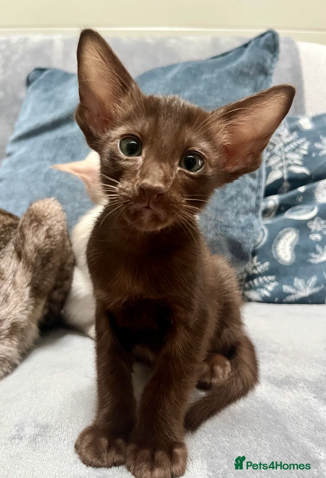 Oriental cats for sale: Supreme pedigree Oriental kittens GCCF reg - Advert 18