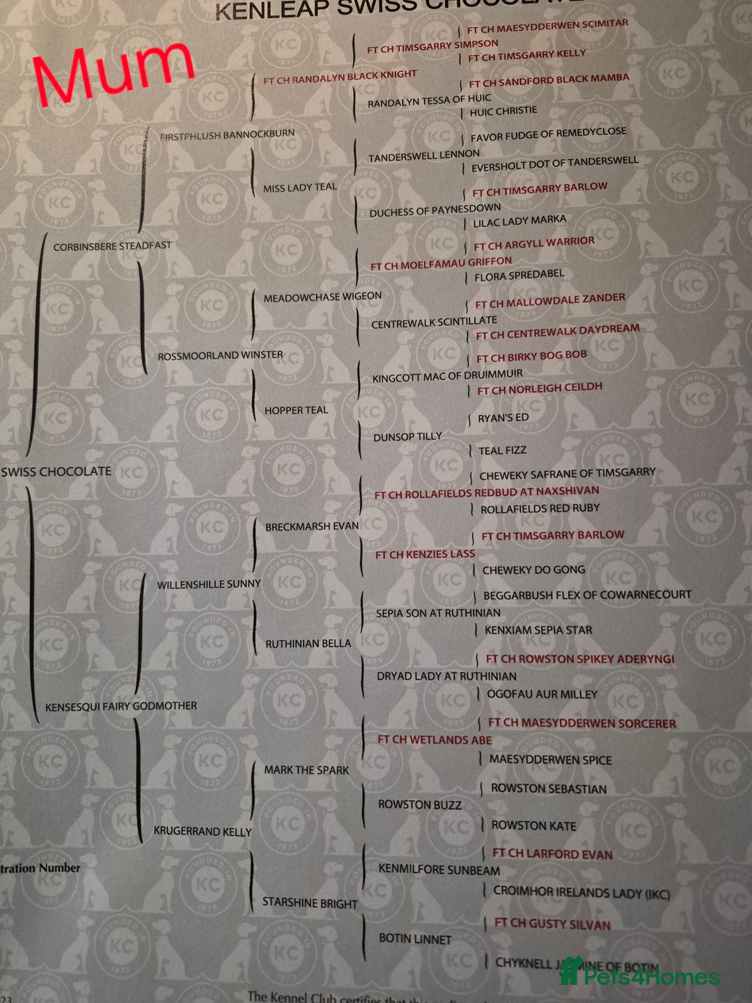 Cocker Spaniel dogs for sale: Gorgeous KC reg red cocker spaniel pups  - Advert 12