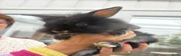 Mixed Breed rabbits for sale: Double maned lion head x lop bunnies - Advert 1