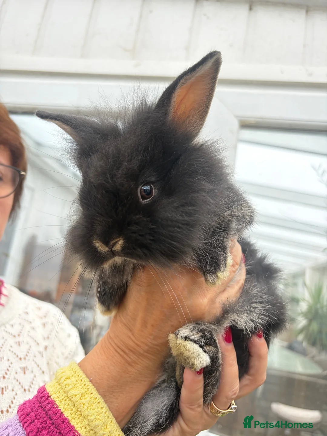 Mixed Breed rabbits for sale: Double maned lion head x lop bunnies - Advert 1