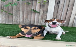 Jack Russell dogs for sale: 8 beautiful jack Russell puppies 5 girls 3 boys  - Image 14