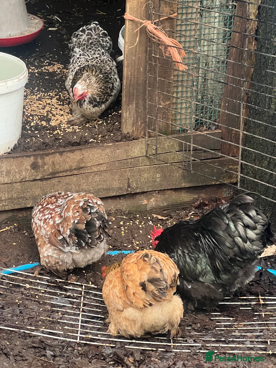 Chickens poultry for sale: Point of lay hens  - Advert 9