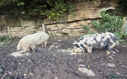 Pig livestock for sale: Kune Kune male - Image 4
