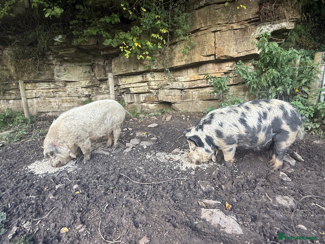 Pig livestock for sale: Kune Kune male - Image 4